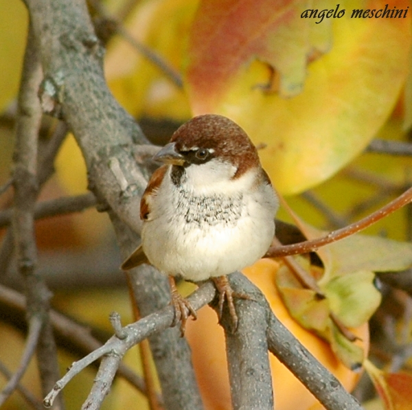 Passera mattugia Passer montanus -  Si discute di Ploceidae.